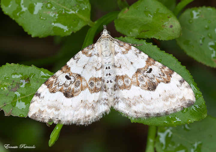 Xanthorhoe montanata